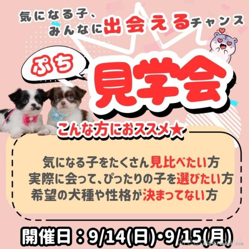 成約済の神奈川県のチワックス:チワワ×ミニチュアダックスフンド-412419の4枚目