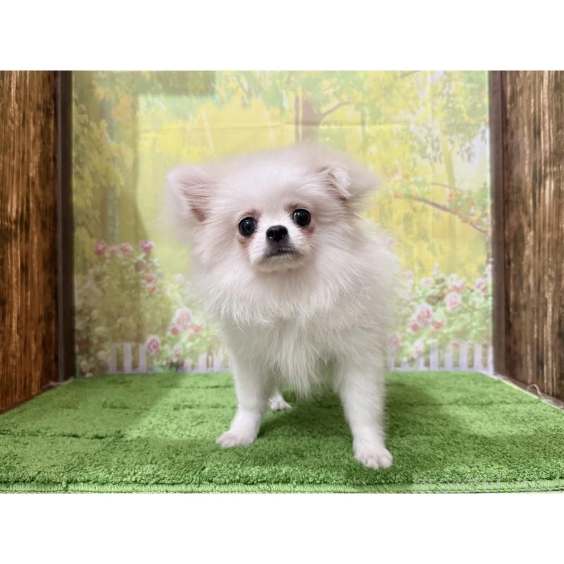 販売中の埼玉県のミックス犬-394109の4枚目