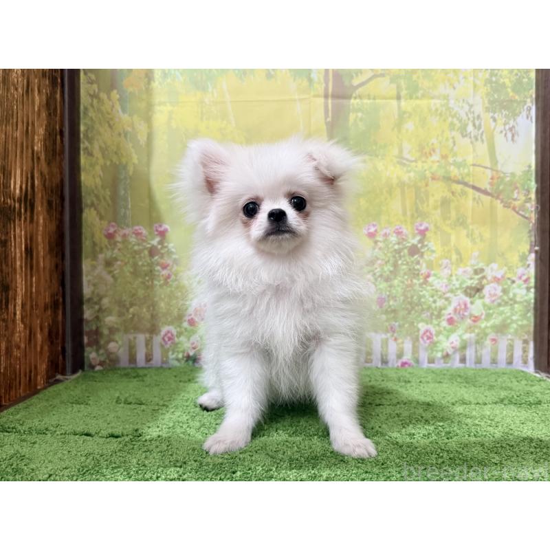 販売中の埼玉県のミックス犬-394109の3枚目
