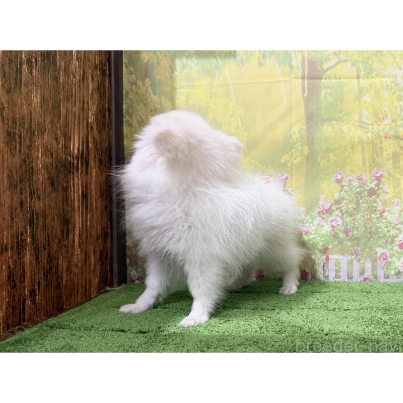 販売中の埼玉県のミックス犬-394109の2枚目