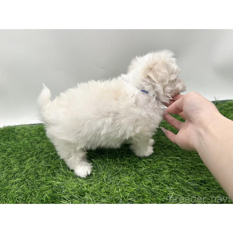 販売中の愛知県のマルチーズ-412612の4枚目