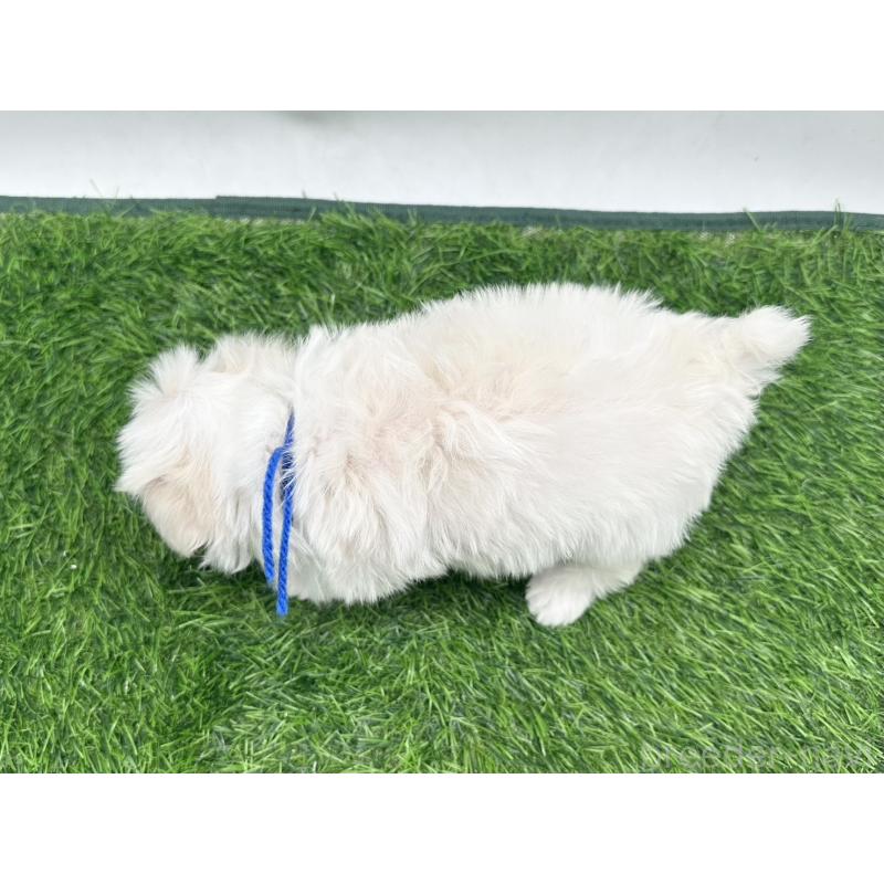 販売中の愛知県のマルチーズ-412612の2枚目