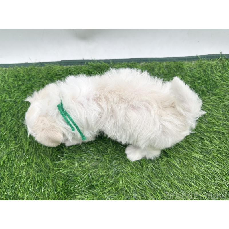 販売中の愛知県のマルチーズ-412613の3枚目