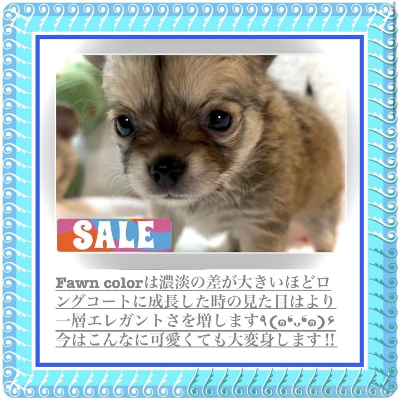 販売中の大阪府のチワワ(ロングコート)-412619の5枚目