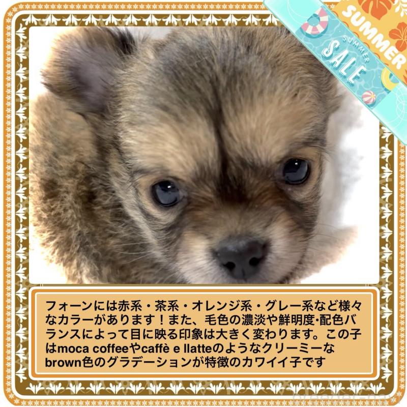 販売中の大阪府のチワワ(ロングコート)-412619の2枚目