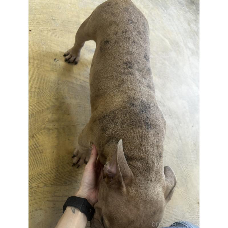 成約済の千葉県のアメリカンブリー-382124の2枚目