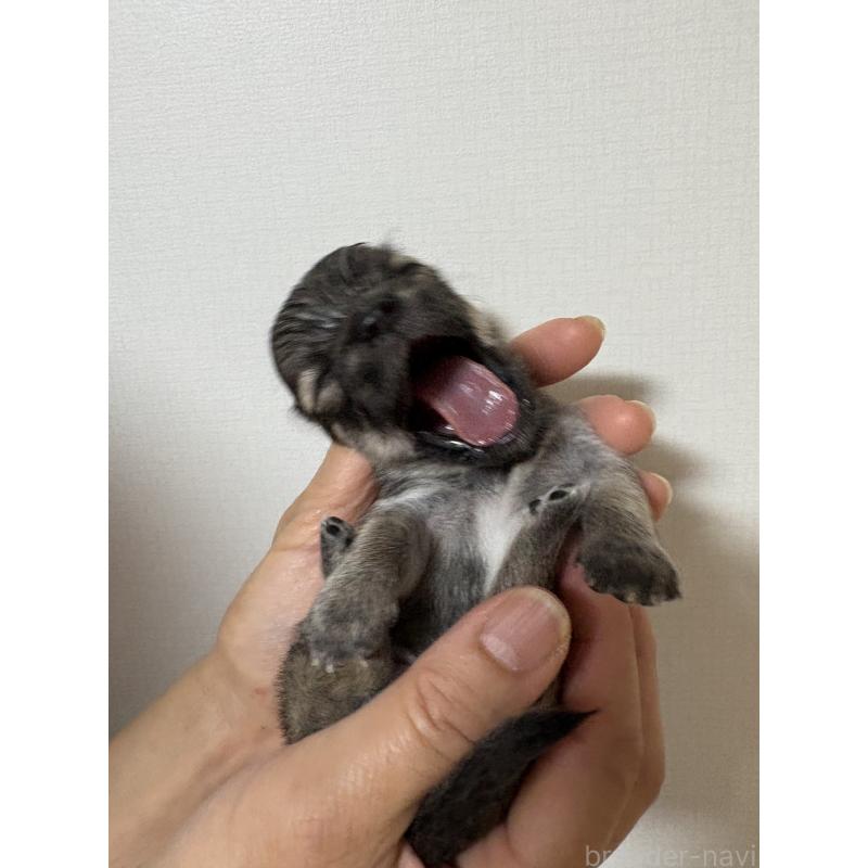 販売中の広島県のチワワ(ロングコート)-412624の2枚目
