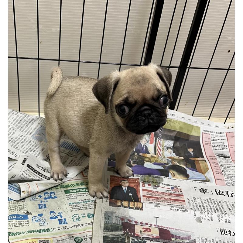 販売中の熊本県のパグ-403831