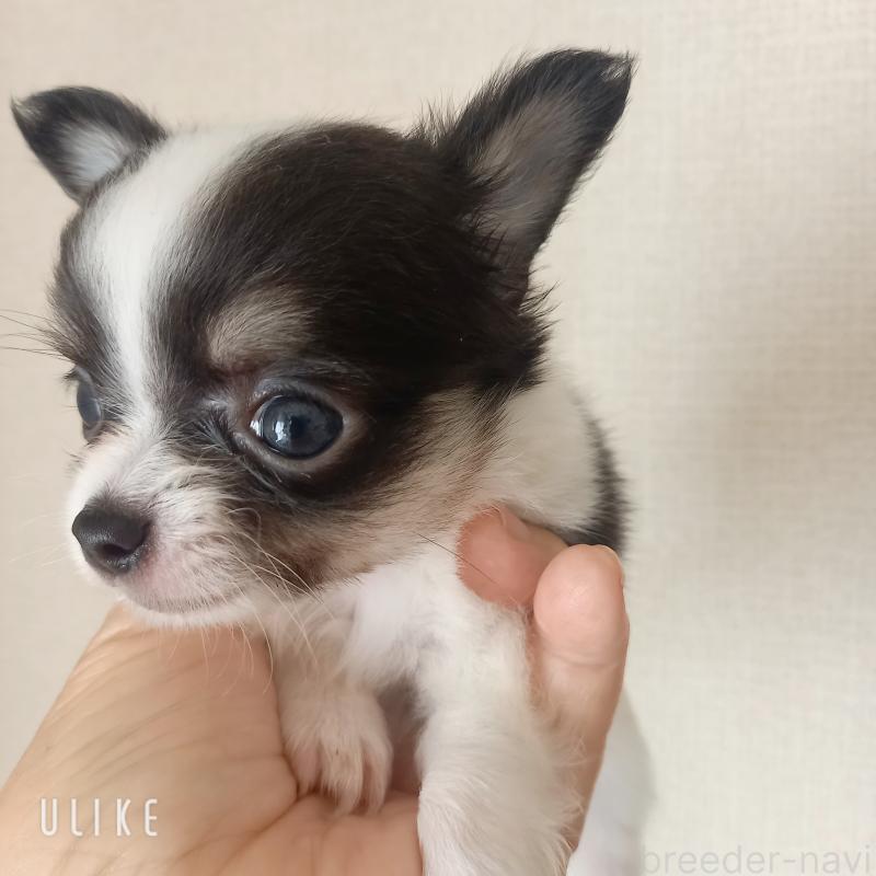 販売中の山口県のチワワ(ロングコート)-408014