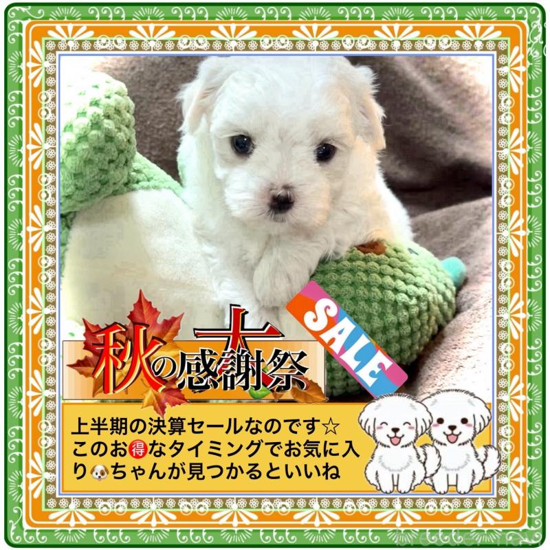 販売中の大阪府のマルチーズ-412626の10枚目
