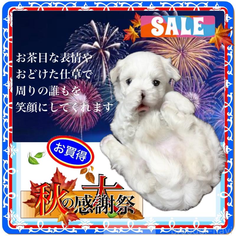 販売中の大阪府のマルチーズ-412626の9枚目