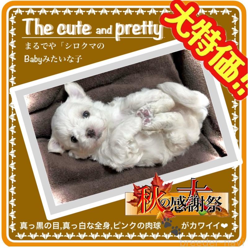 販売中の大阪府のマルチーズ-412626の8枚目