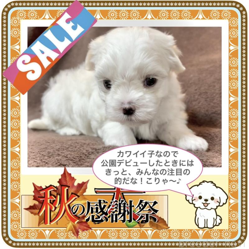 販売中の大阪府のマルチーズ-412626の4枚目