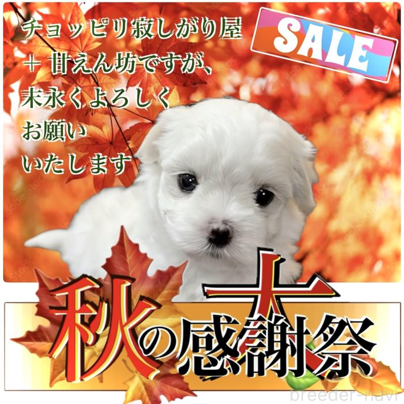 販売中の大阪府のマルチーズ-412626の1枚目