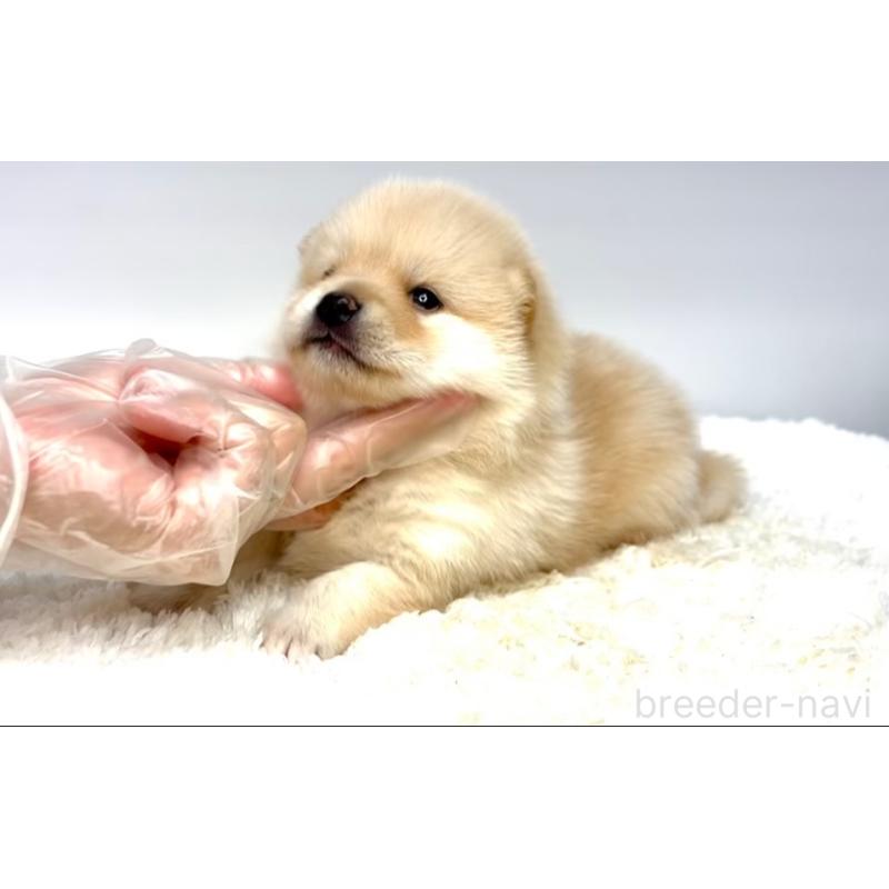 販売中の茨城県のミックス犬-412635の4枚目
