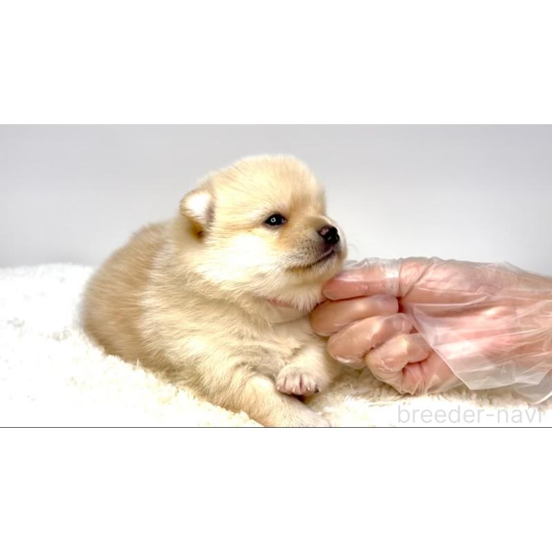 販売中の茨城県のミックス犬-412635の3枚目