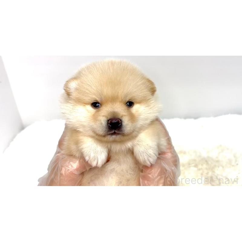 販売中の茨城県のミックス犬-412635の2枚目