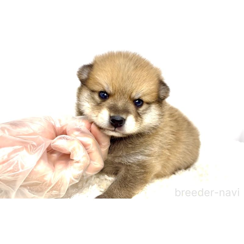 販売中の茨城県のミックス犬-412637の5枚目