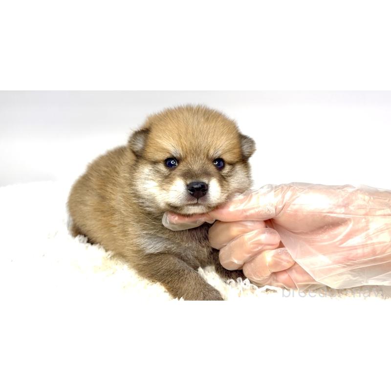 販売中の茨城県のミックス犬-412637の4枚目