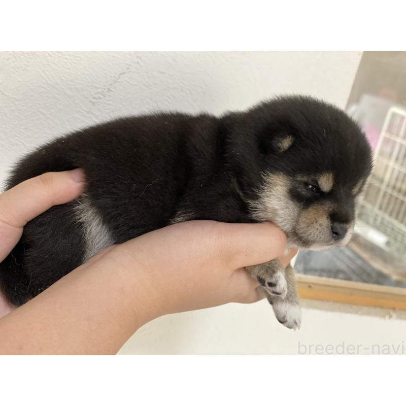 販売中の岡山県の豆柴-409226の7枚目