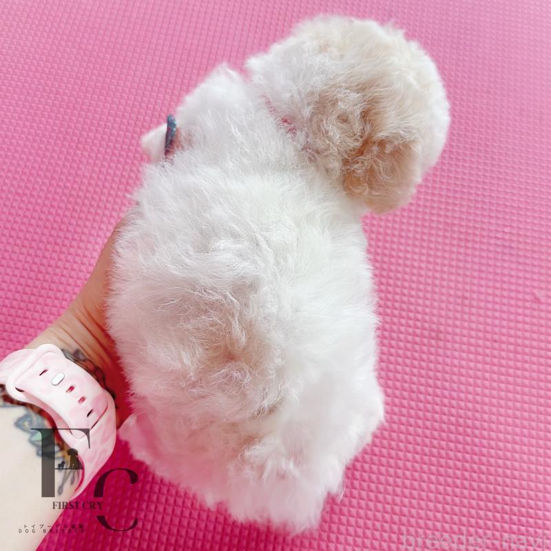 成約済の栃木県のミックス犬-410035の2枚目