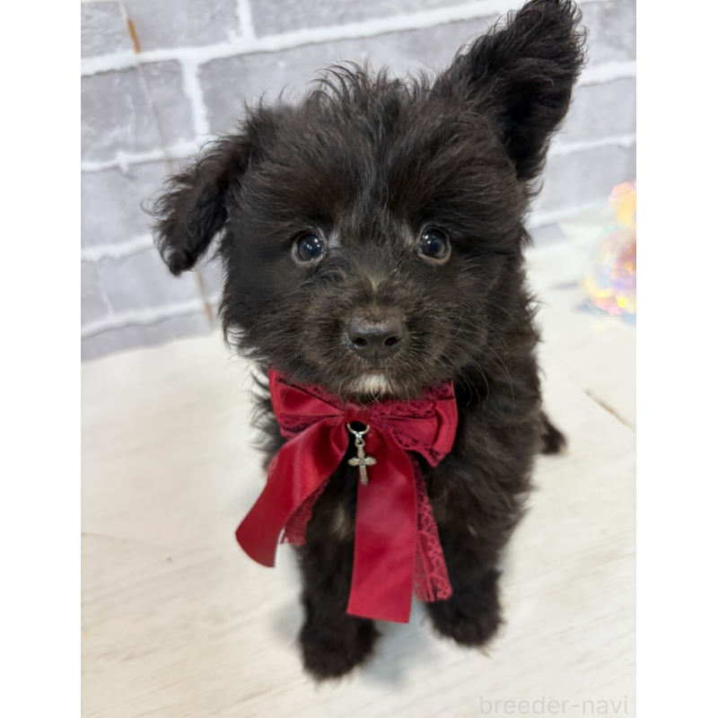 販売中の東京都のミックス犬-408783