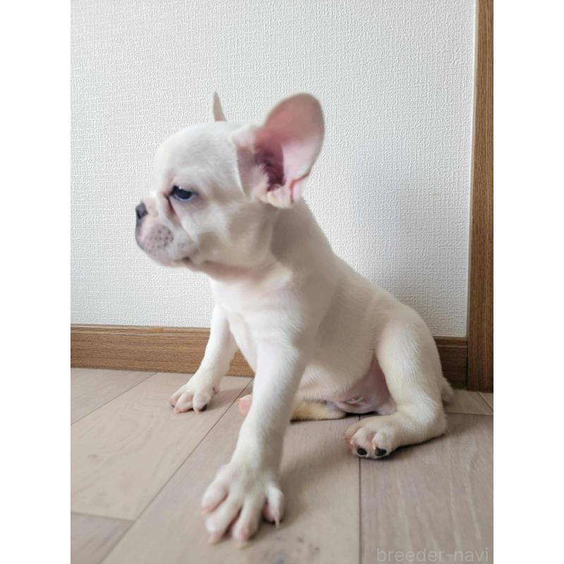 販売中の静岡県のフレンチブルドッグ-412643の6枚目