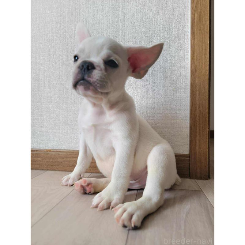販売中の静岡県のフレンチブルドッグ-412643の2枚目