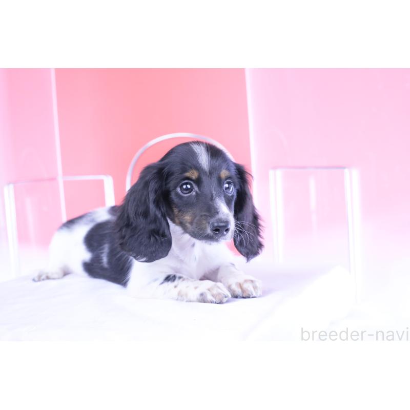 成約済の愛知県のカニンヘンダックスフンド(ロングヘアード)-401470の9枚目