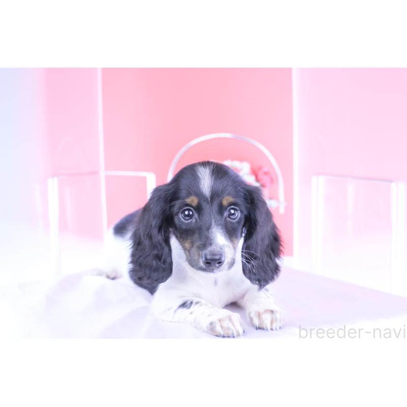 成約済の愛知県のカニンヘンダックスフンド(ロングヘアード)-401470の7枚目