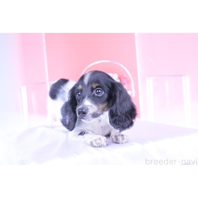 成約済の愛知県のカニンヘンダックスフンド(ロングヘアード)-401470の6枚目