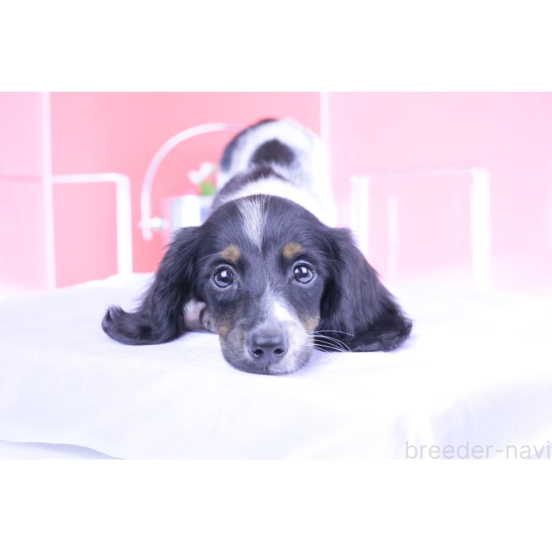 成約済の愛知県のカニンヘンダックスフンド(ロングヘアード)-401470の5枚目