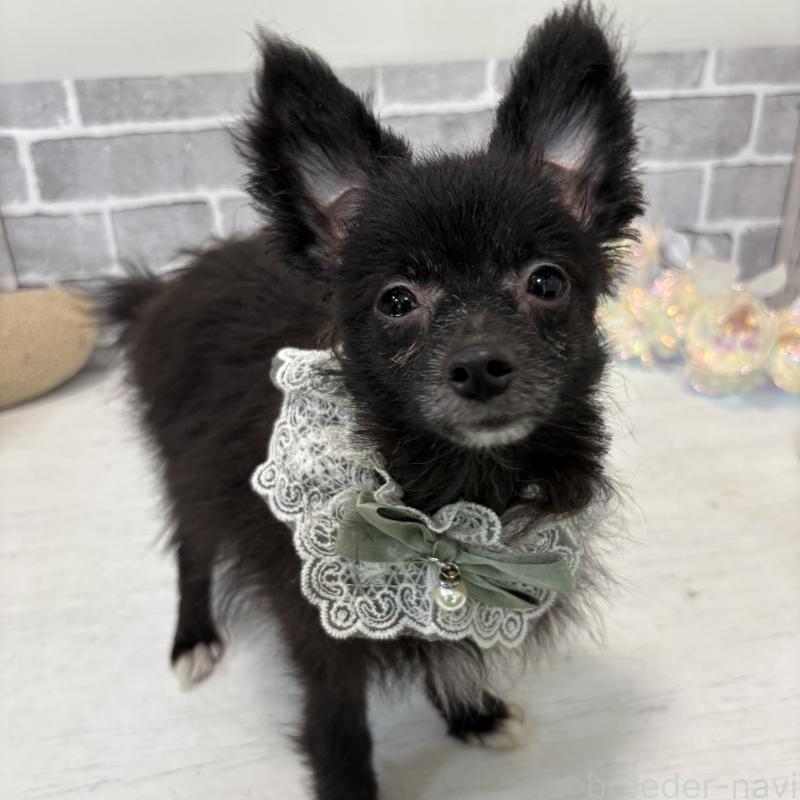 販売中の東京都のミックス犬-377874の3枚目