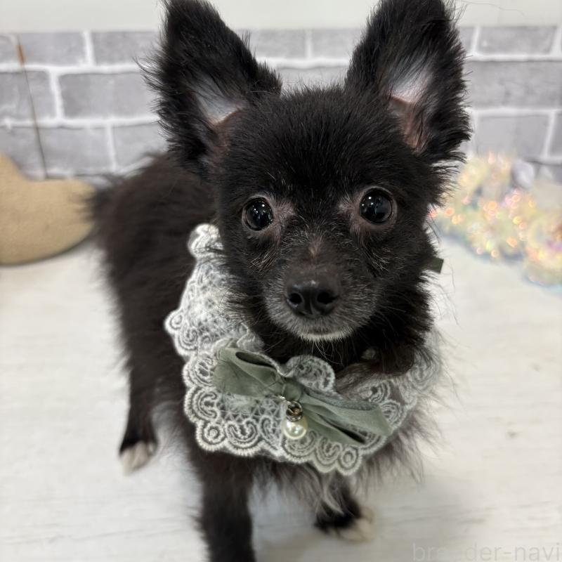 販売中の東京都のミックス犬-377874の2枚目