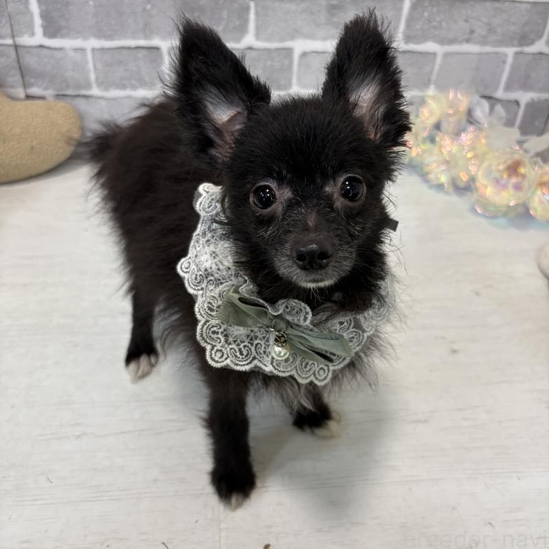 販売中の東京都のミックス犬-377874の1枚目