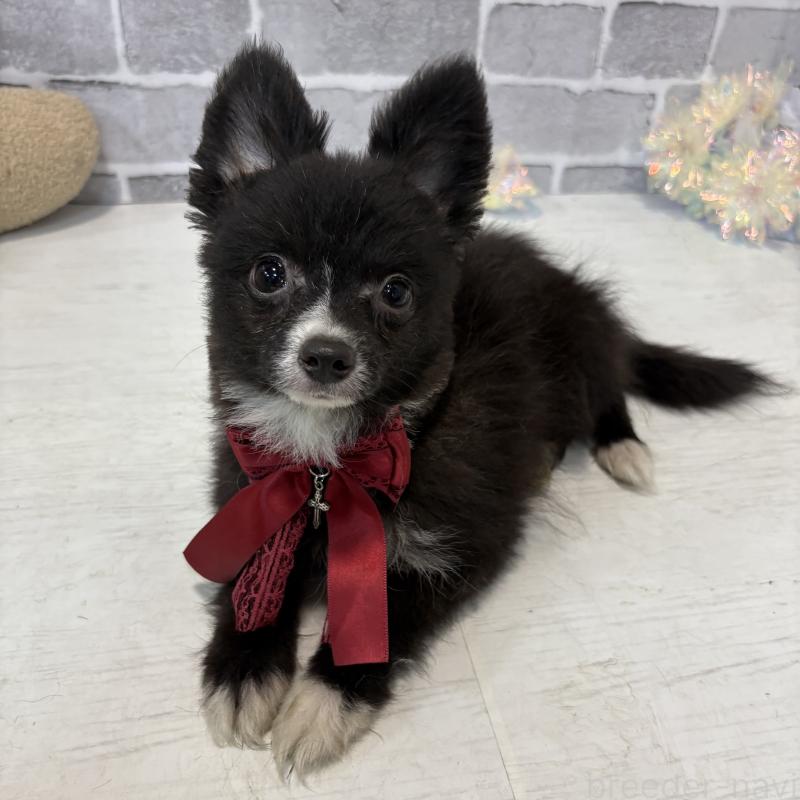 販売中の東京都のミックス犬-377873の4枚目