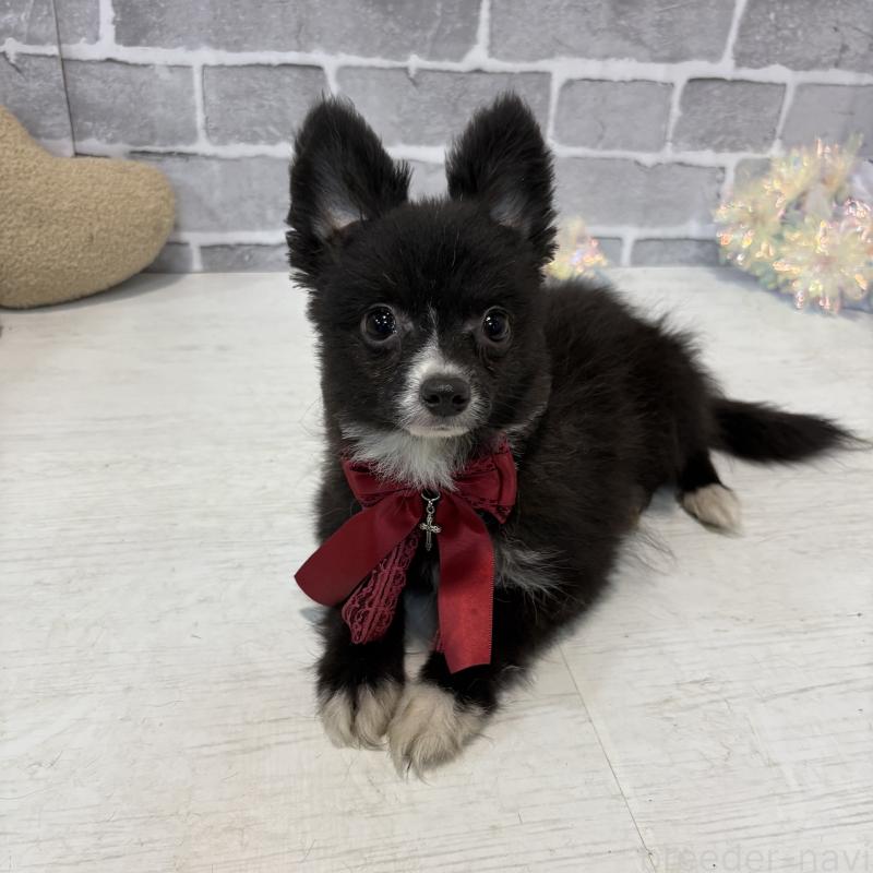 販売中の東京都のミックス犬-377873の3枚目
