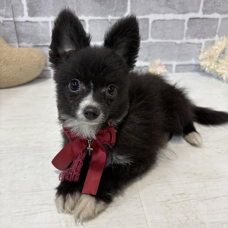 販売中ののミックス犬-377873