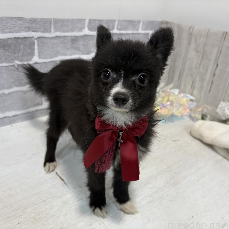 販売中の東京都のミックス犬-377873の2枚目