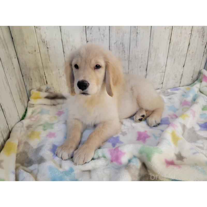 成約済の三重県のゴールデンレトリーバー-400388の5枚目