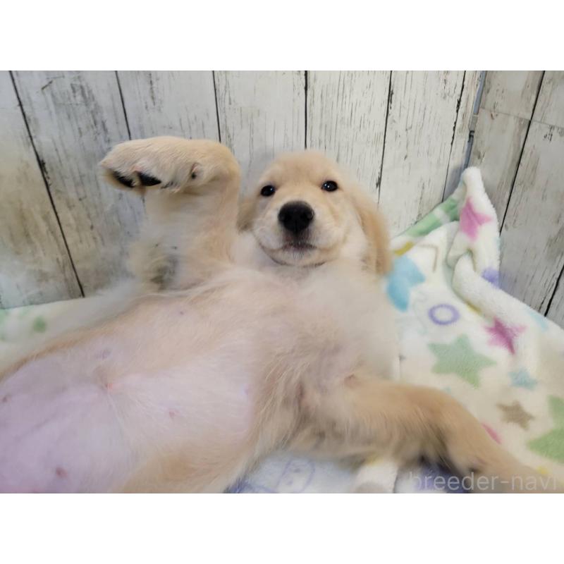 成約済の三重県のゴールデンレトリーバー-400388の4枚目