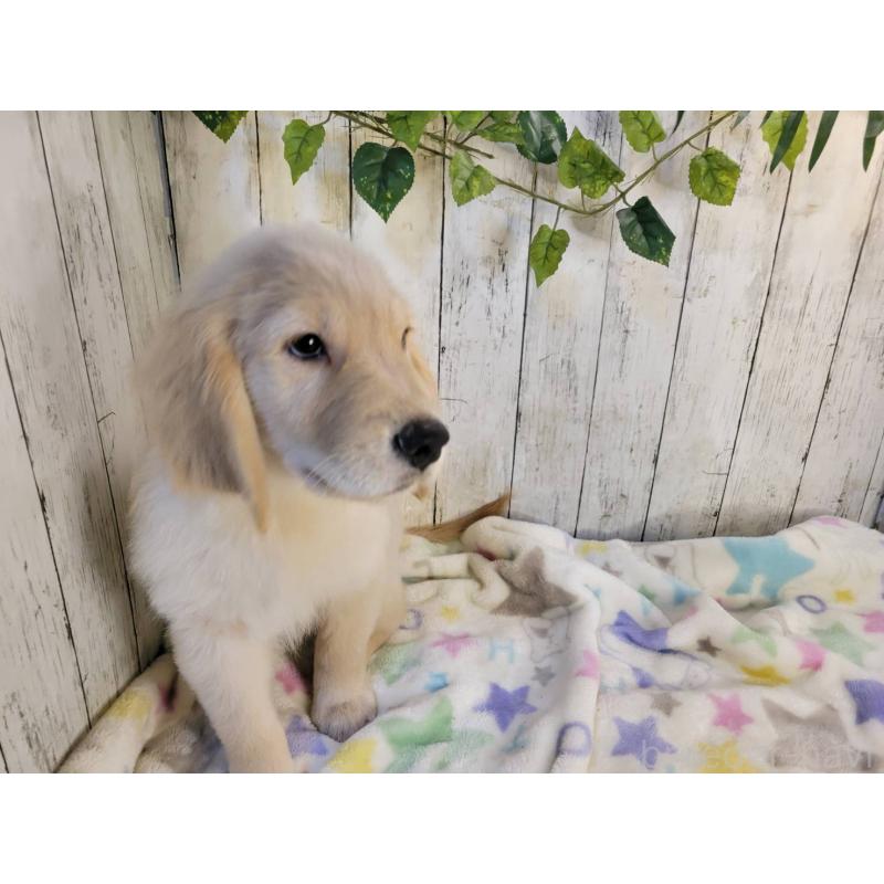 成約済の三重県のゴールデンレトリーバー-400388の3枚目