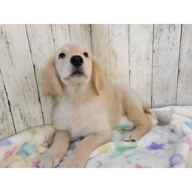 成約済の三重県のゴールデンレトリーバー-400388の2枚目