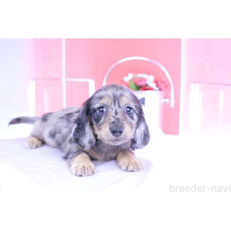 成約済の愛知県のカニンヘンダックスフンド(ロングヘアード)-410728の11枚目