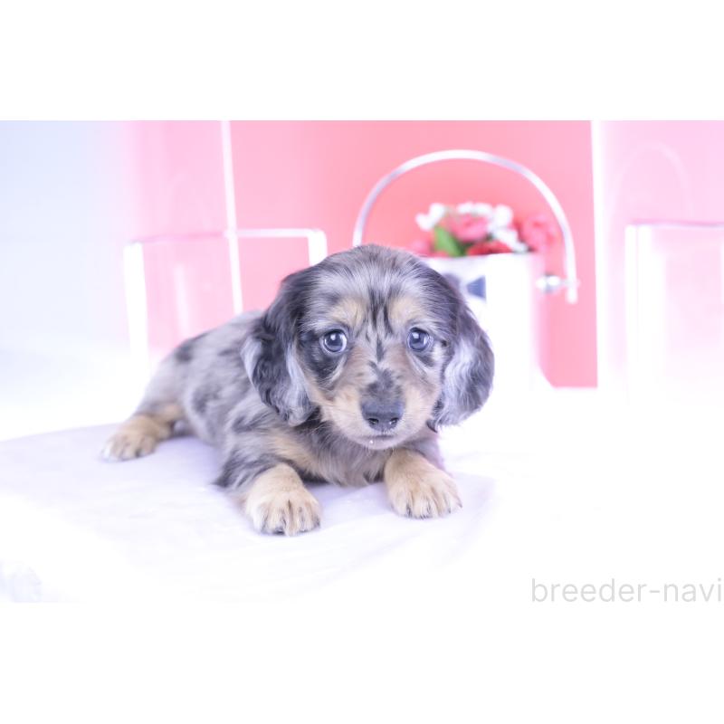 成約済の愛知県のカニンヘンダックスフンド(ロングヘアード)-410728の10枚目