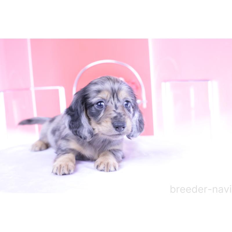 成約済の愛知県のカニンヘンダックスフンド(ロングヘアード)-410728の9枚目