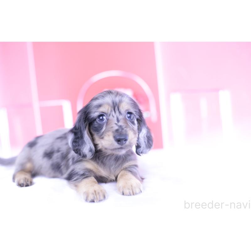 成約済の愛知県のカニンヘンダックスフンド(ロングヘアード)-410728の5枚目