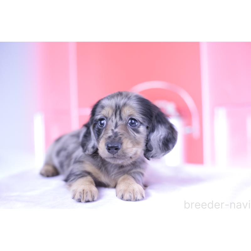 成約済の愛知県のカニンヘンダックスフンド(ロングヘアード)-410728の4枚目