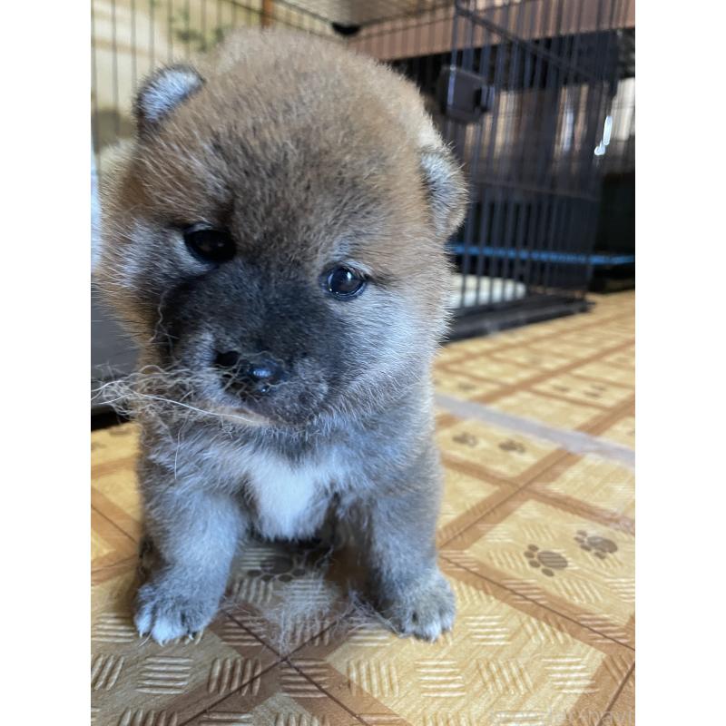 販売中の茨城県の柴犬-412654の5枚目