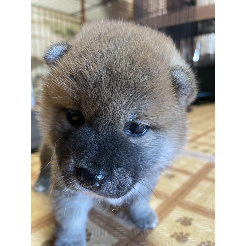 販売中の茨城県の柴犬-412654の4枚目